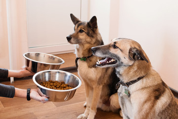 Wall Mural - Two hungry dogs are waiting for feeding. The owner gives his dogs the bowls of granules.