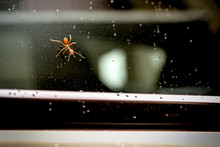 Red Soldier  Ant Walking On Wet Surface. (Mirror Of Car)