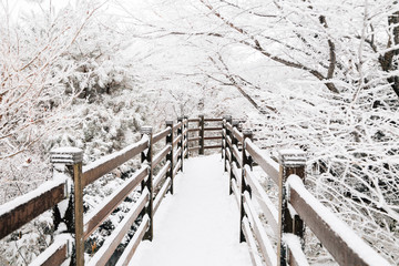 Canvas Print - Snowy winter Hallasan mountain 1100 highland in Jeju Island, Korea