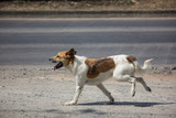 Fototapeta Psy - dog running  side of highway road