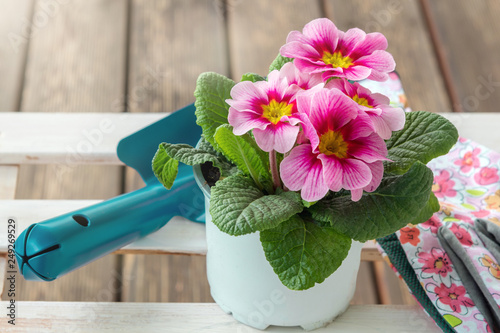 Dekorative Fruhlingspflanzen Fur Balkon Und Garten Primeln Buy