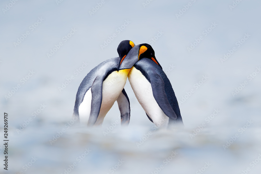 King penguin mating couple cuddling in wild nature, snow and ice. Pair two penguins making love. Wildlife scene from white nature. Bird behavior, wildlife scene from nature, South Georgia, Antarctica. - obrazy, fototapety, plakaty 