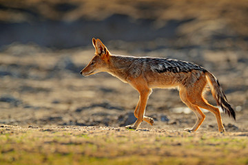 jackal and evening sunlight. black-backed jackal, canis mesomelas mesomelas, portrait of animal with