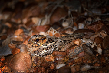 mozambique nightjar, caprimulgus fossii, sitting on the road, kruger np, south africa. night bird hi