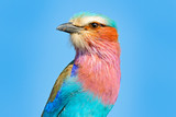 Fototapeta Fototapety ze zwierzętami  - Beautiful African bird, close-up portrait. Detail portrait of beautiful bird. Lilac-breasted roller, Coracias caudatus, head with blue sky. Pink and blue animal from nature.
