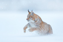 Eurasian Lynx Running, Wild Cat In The Forest With Snow. Wildlife Scene From Winter Nature. Cute Big Cat In Habitat, Cold Condition. Snowy Forest With Beautiful Animal Wild Lynx, Germany.