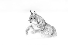 Black And White Nature Art. Cute Big Cat In Habitat, Cold Condition. Snowy Forest With Beautiful Animal Wild Lynx, Poland. Eurasian Lynx Running, Wild Cat In The Forest With Snow.