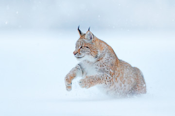 Wall Mural - eurasian lynx running, wild cat in the forest with snow. wildlife scene from winter nature. cute big