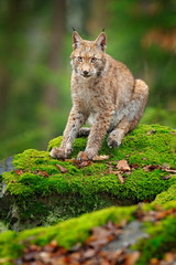 Wall Mural - lynx in the forest. sitting eurasian wild cat on green mossy stone, green in background. wild cat in