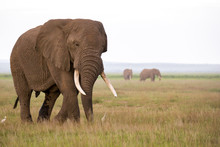 An Elephant In The Savannh Of A National Park