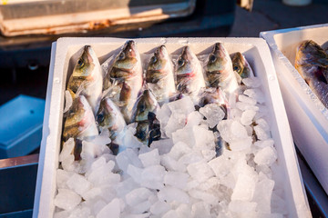 Wall Mural - Fresh European seabass, Mullet, fish on ice at outdoor fish flea market