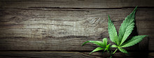 Cannabis Sativa Leaves On Wood...