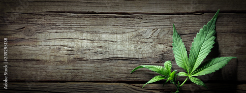 Cuadros en Lienzo Cannabis Sativa Leaves On Wooden Table - Medical Legal Marijuana