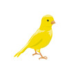 small yellow bird. canary
