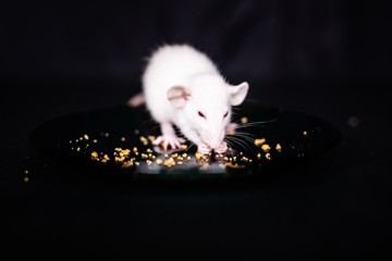 Wall Mural - Cute Little Rat eating a crumbs on the plate, Pet Rat eating a treat. Fluffy rodent pet with little hands holding food. Black background