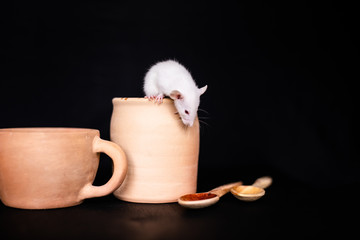 White Rat on the ceramic jar on the table. Black background