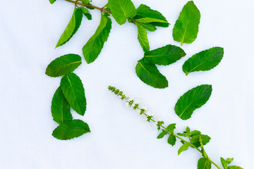 Wall Mural - Mint leaves arranged in a random way