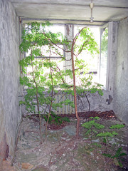 Wall Mural - Chernobyl. Nuclear power plant