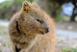 Fototapeta Zwierzęta - Quokka, Setonix brachyurus, on Rottnest Island, Western Australia