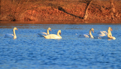 Wall Mural - Swans on lake at sunset