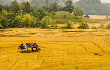 Rice farming in Thailand 2