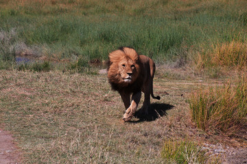 Canvas Print - tanzania safari ngorongoro serengety