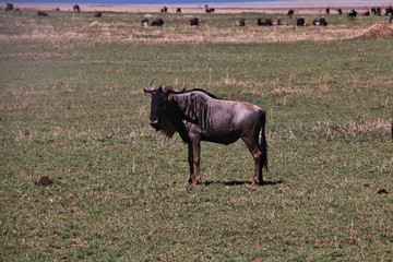 Wall Mural - tanzania safari ngorongoro serengety