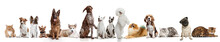 Differents Dogs And Cats Looking At Camera Isolated On A White Studio Background