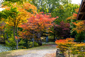 Wall Mural - Autumn tree ,maple tree with colorful autumn leaves, red orange yellow green maple leaves with path in Japan park