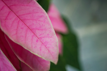 Pink pastel leaf background with copyspace for insert text.