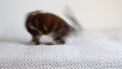 Wall Mural - Adorable and funny Maine coon cat kitten playing and chasing its tail on white background