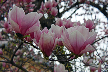 Magnolia flowers