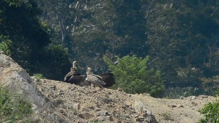 Wall Mural - flock of huge vulture eating carrion in the heat of sunlight. group of himalayan griffon sharing car