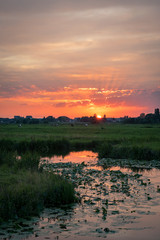 Sticker - Scenic view of the dutch polder landscape at sunset, close to Gouda, Netherlands. The sun sets on the horizon of the dutch countryside. Beautiful colors in the sky and water.