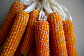 organic corn cobs together