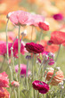Photograph of a field of brightly colored Ranunculus flowers in a flower field