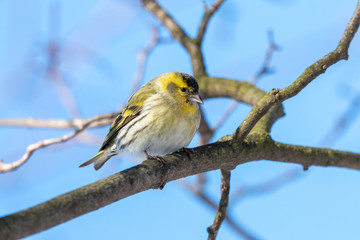 Wall Mural - Male European siskin perching on the branch with clear blue sky in background. Tiny fluffy yellow passerine bird (Spinus spinus) with black cap and conical beak.