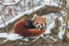 Cute Fluffy Red Panda In Winter Forest. Curled Up Lesser Panda Or Firefox (Ailurus Fulgens) Resting On Snow-covered Tree.