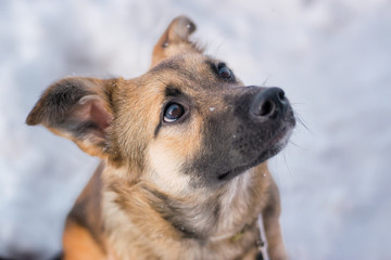 Domestic dog outdoors in winter