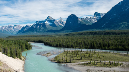 Wall Mural - black bear in banff National park canada