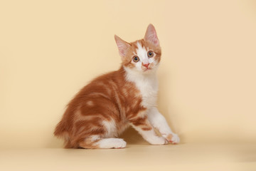 Red, small kitten on Studio cream background