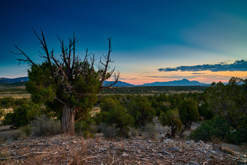 Wall Mural - Weather Pine Tree with Distant Mountains