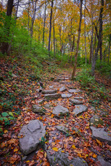 Wall Mural - hiking trail with fall leaves
