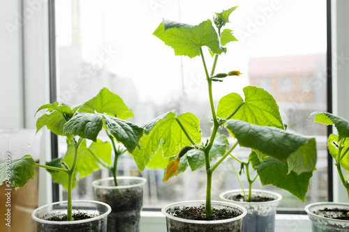 Cucumbers Growing On The Windowsill Home Greenhouse Buy This