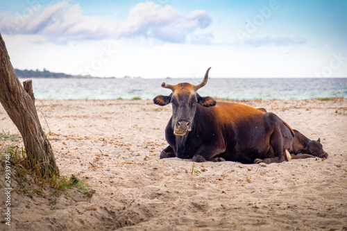 Vache à La Plage Corse Buy This Stock Photo And Explore