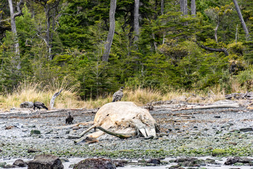 Wall Mural - Andean Condors on a Whale Carcass