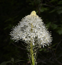 Bear Grass, Xerophyllum Tenax Is A North American Species Of Plants In The Corn Lily Family. It Is Known By Several Common Names -bear Grass, Squaw Grass, Soap Grass, Quip-quip And Indian Basket Grass
