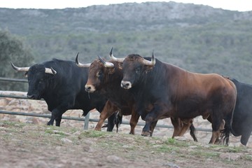 cow in field