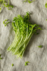 Raw Green Organic Snap Pea Shoots