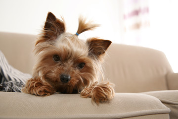 Yorkshire terrier on sofa indoors, space for text. Happy dog